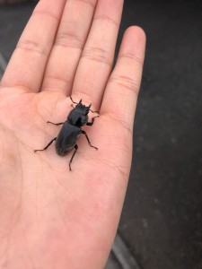 夏が近づく…
